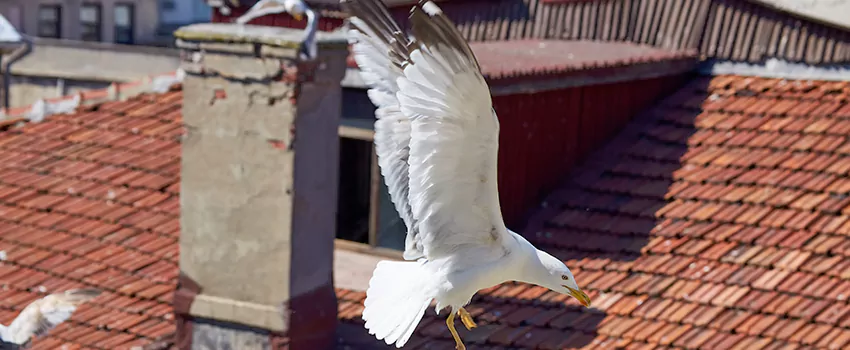 Residential Chimney Animal Removal Solution in Lino Lakes, MN