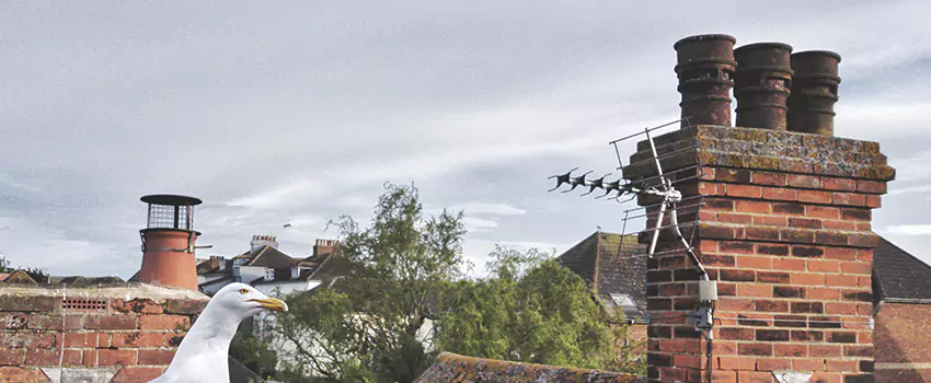 Chimney Cleaning And Restoration in Lino Lakes, Minnesota